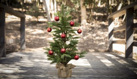 Odbierz choinkę za darmo!