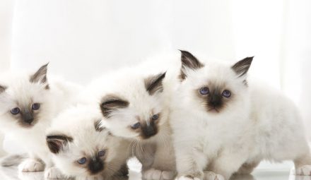 Darmowa karma Purina dla Twojego kota!