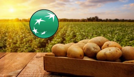 Współpraca Banku BNP Paribas z McCain Foods. Unikalny program rolnictwa regeneracyjnego