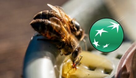 Wielki Dzień Pszczół. Bank BNP Paribas angażuje się w ich ochronę