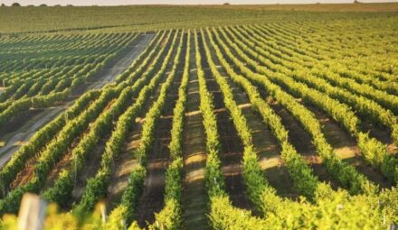 Maspex Romania z finansowaniem od PKO BP. Bank pomoże przejąć Purcari Wineries